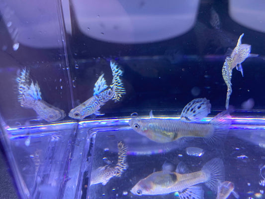 Tiger King Cobra Guppy