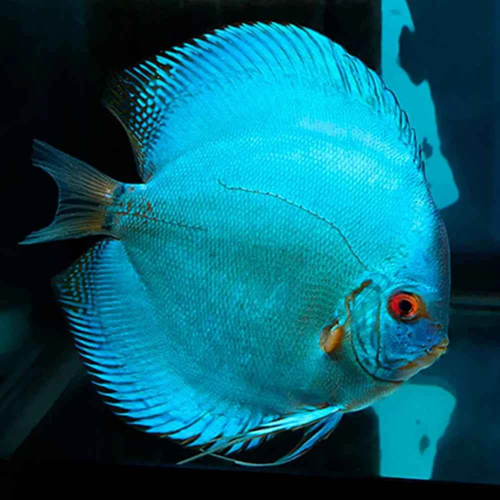 Blue Diamond Discus (Symphysodon discus)