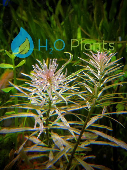 Ludwigia White