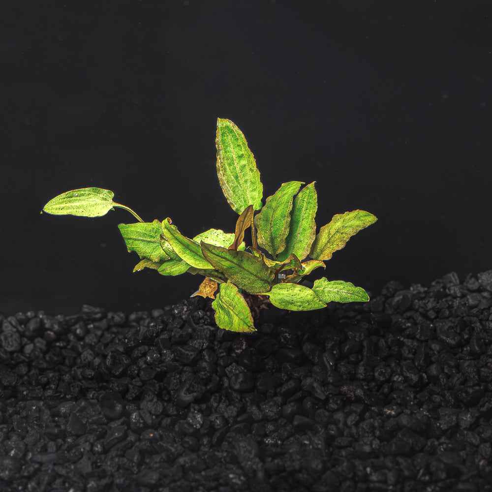 Cryptocoryne Wendtii (Red, Green, or Brown)