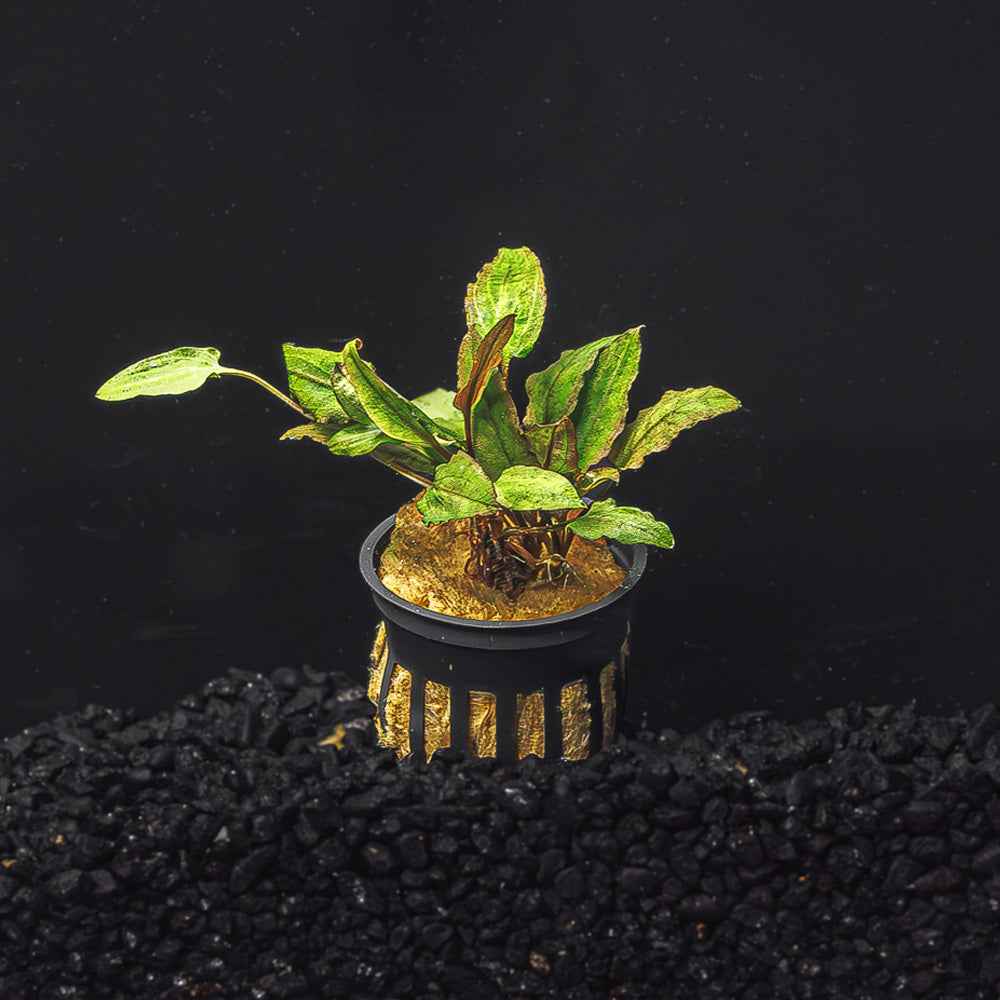 Cryptocoryne Wendtii (Red, Green, or Brown)