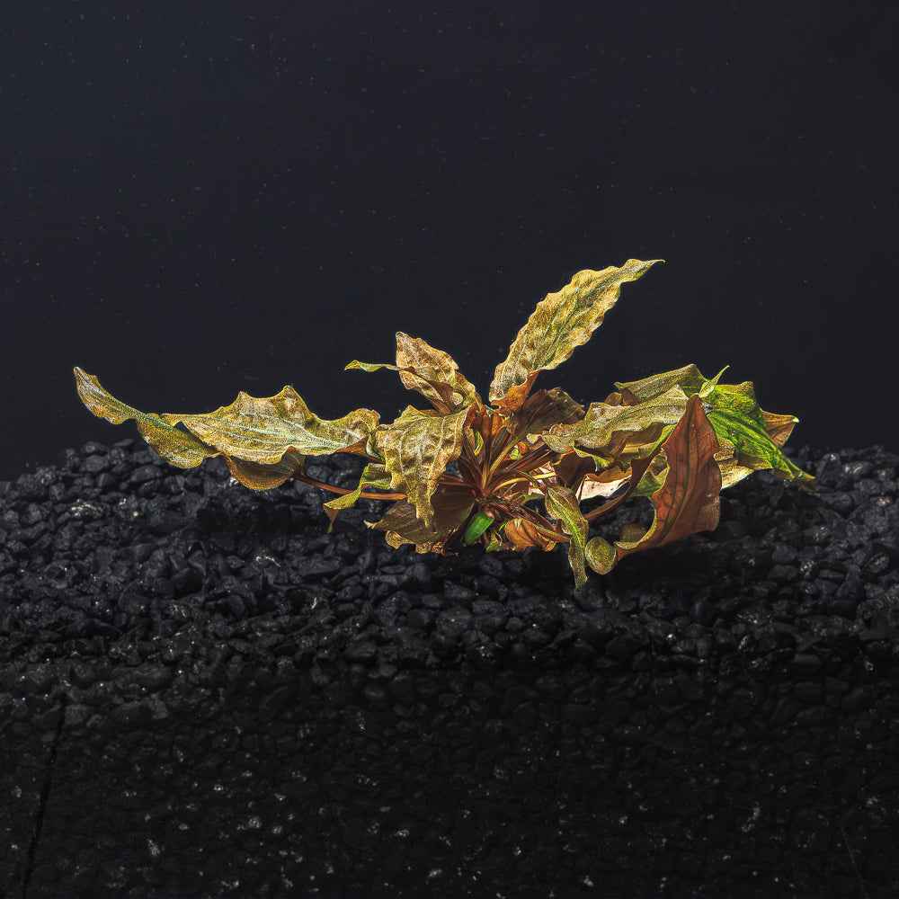 Cryptocoryne Wendtii (Red, Green, or Brown)