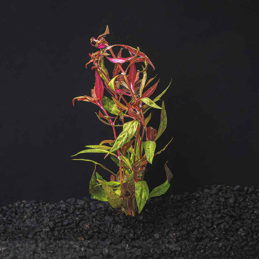 Alternanthera reineckii |Scarlet Temple