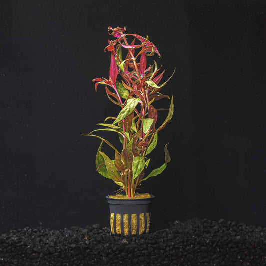 Alternanthera reineckii |Scarlet Temple