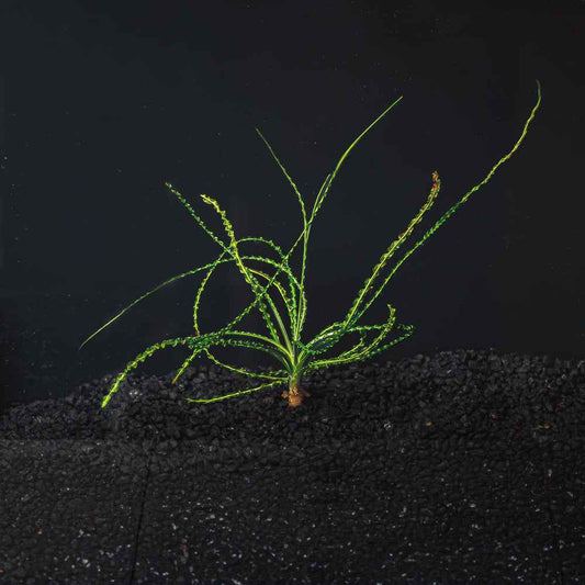 Crinum Calamistratum