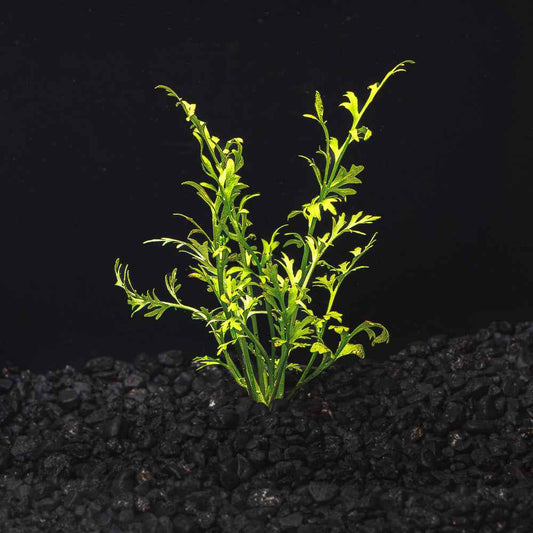 Water Sprite Lace | Indian Fern