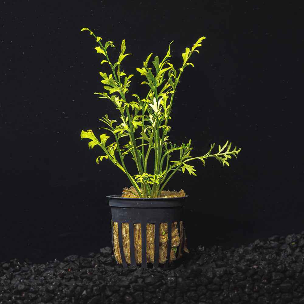 Water Sprite Lace | Indian Fern