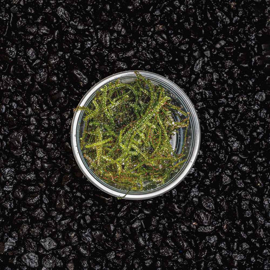 Christmas Moss