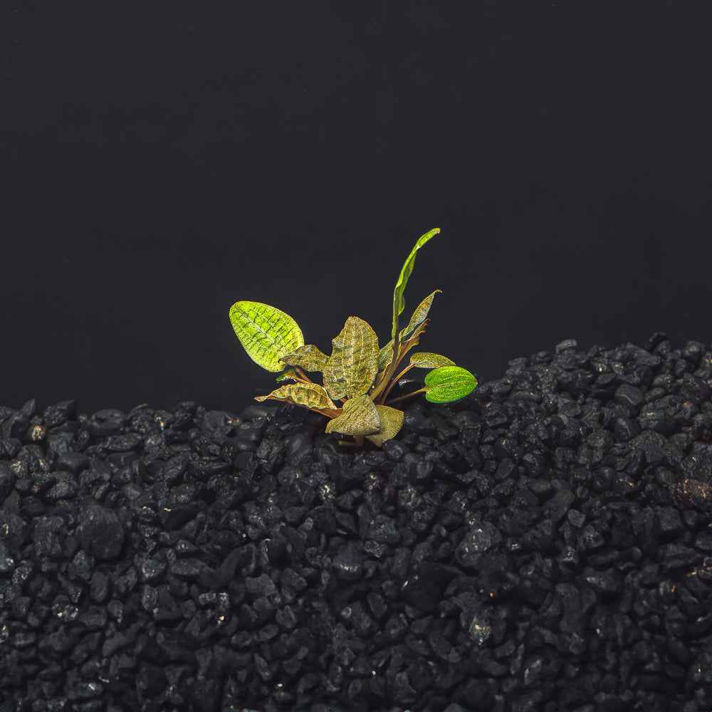 Cryptocoryne Wendtii (Red, Green, or Brown)