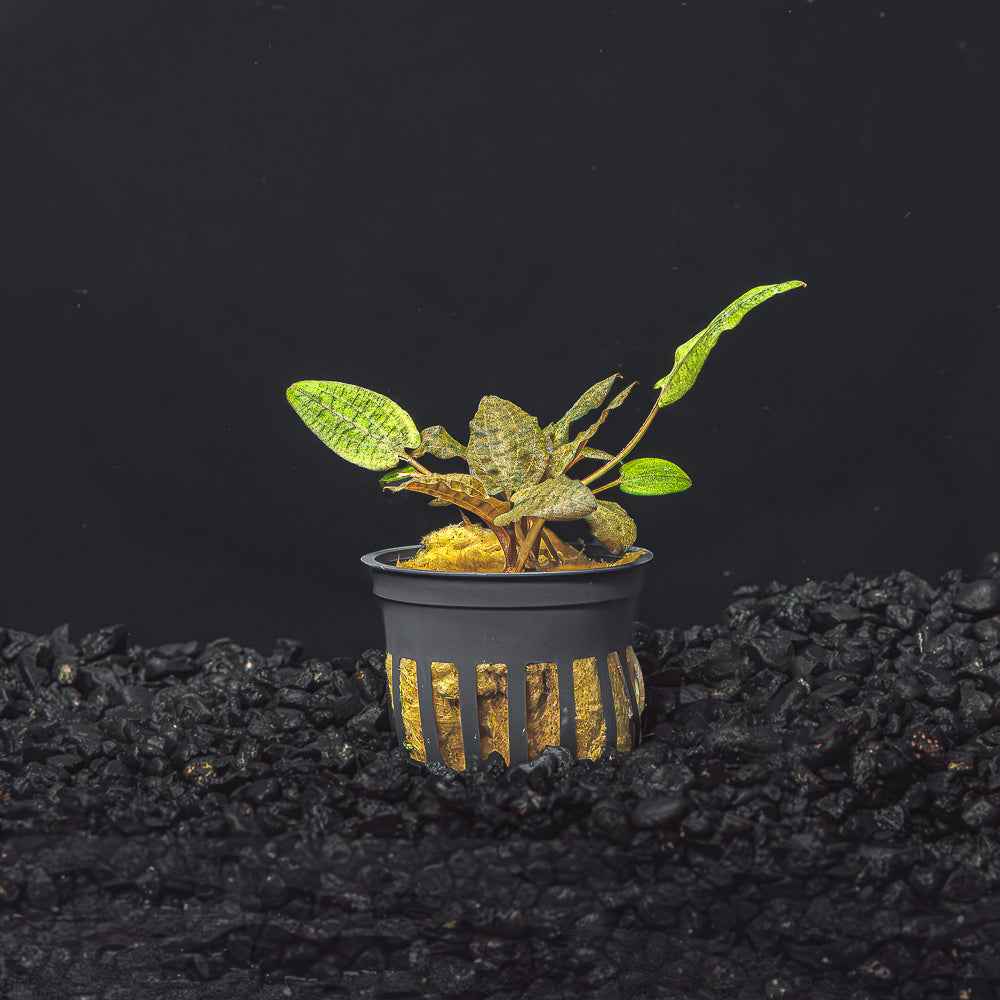 Cryptocoryne Wendtii (Red, Green, or Brown)