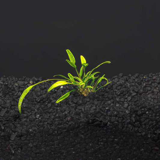 Cryptocoryne lucen