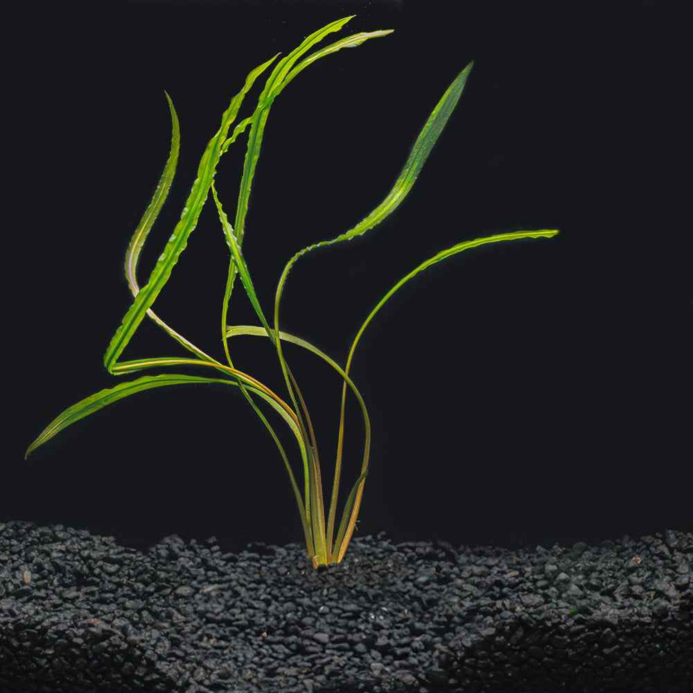 Cryptocoryne spiralis
