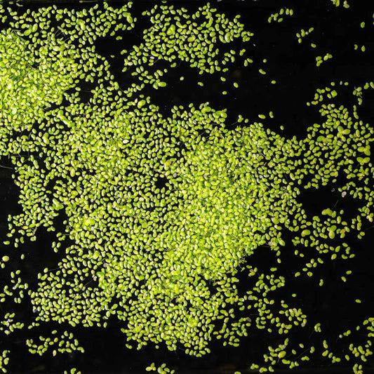 Duckweed