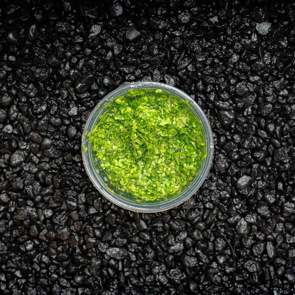 Duckweed