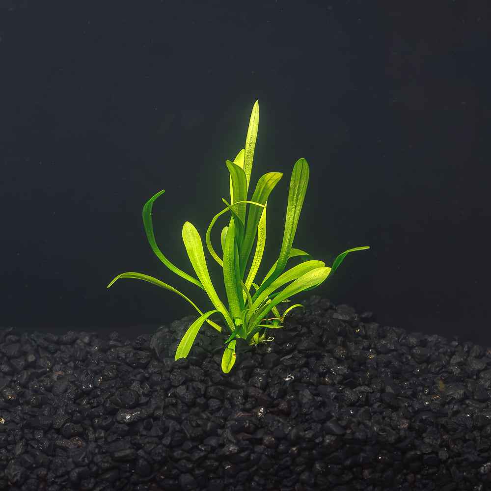 Dwarf Sagittaria