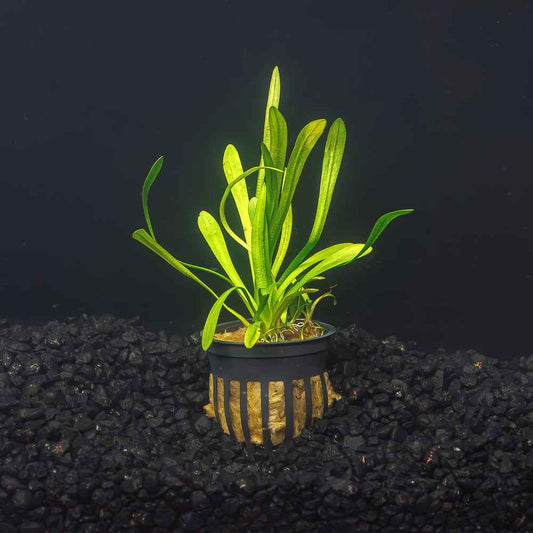 Dwarf Sagittaria