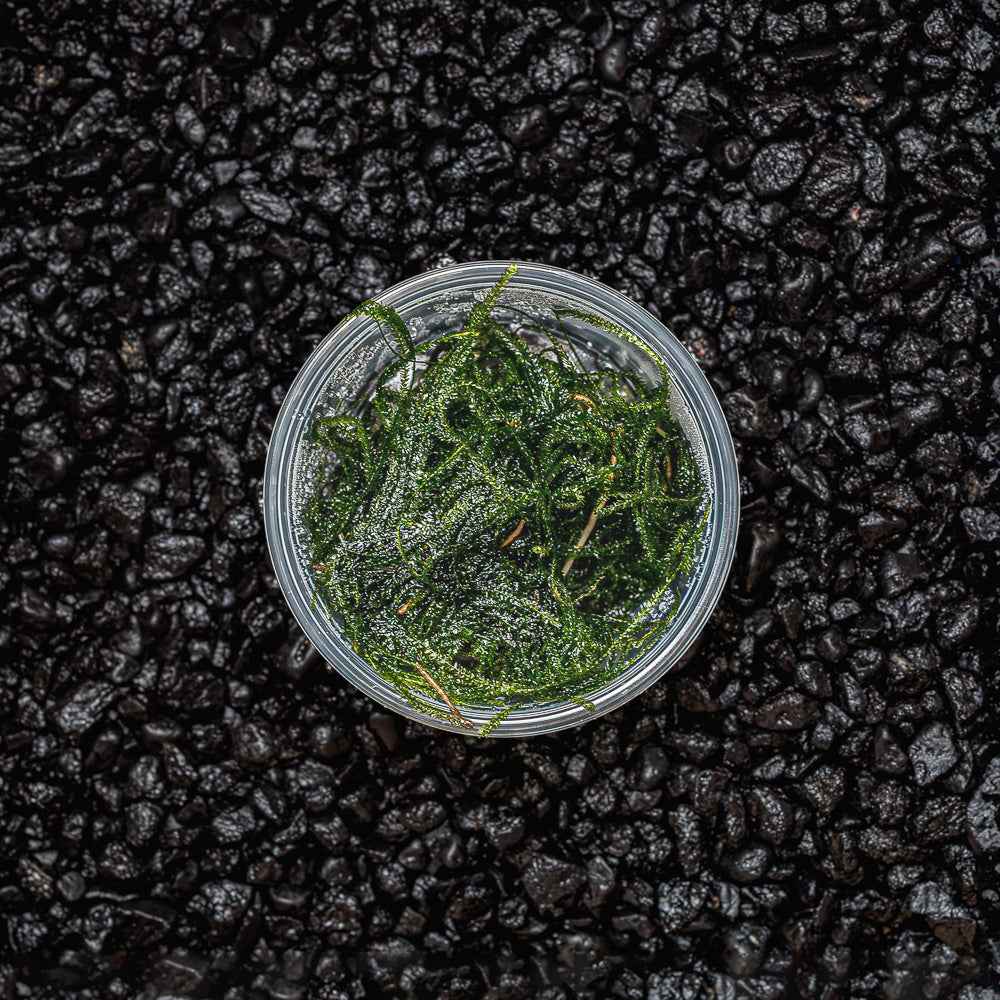Java Moss | Vesicularia Dubyana