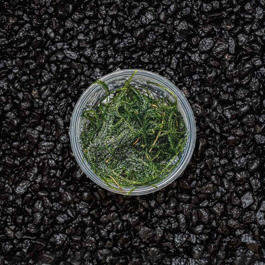 Java Moss | Vesicularia Dubyana