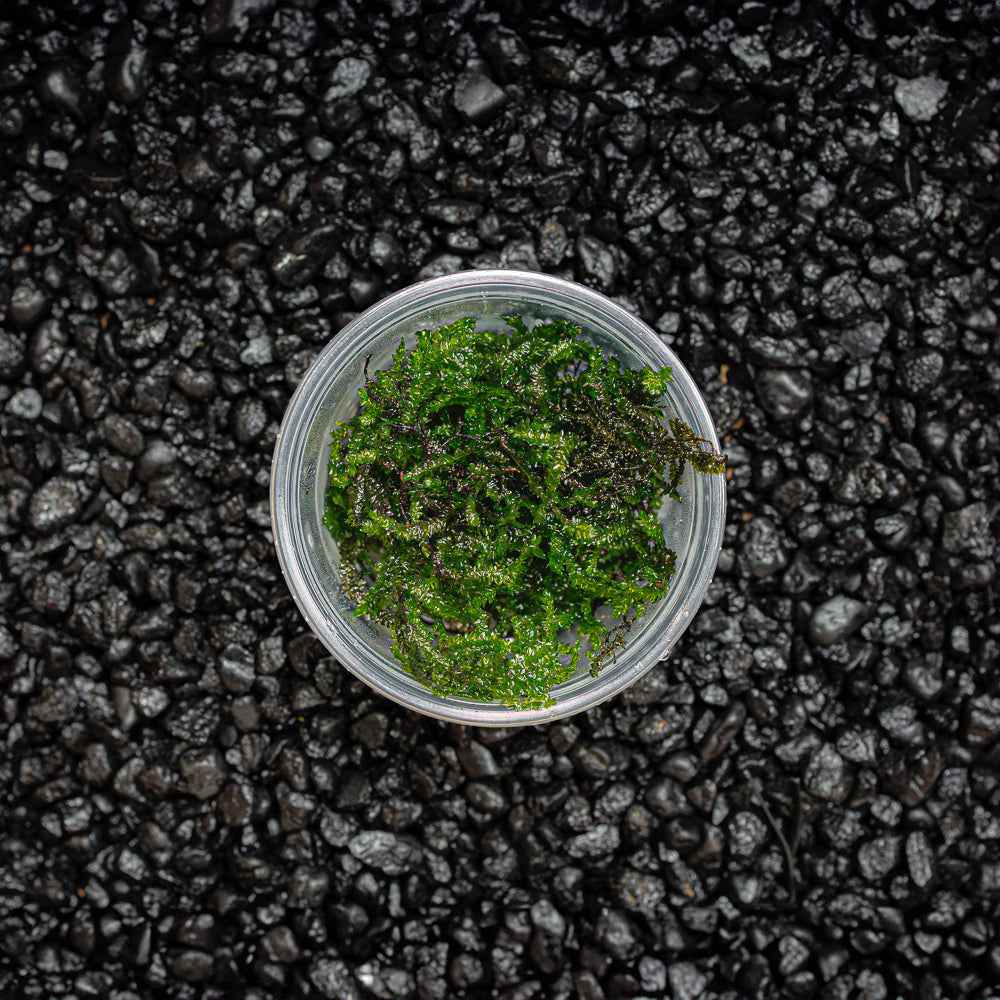 Peacock Moss