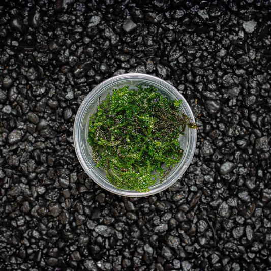 Peacock Moss
