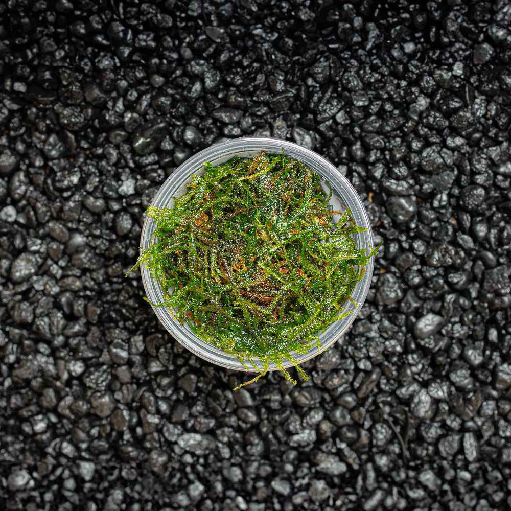 Weeping Moss | Vesicularia ferriei