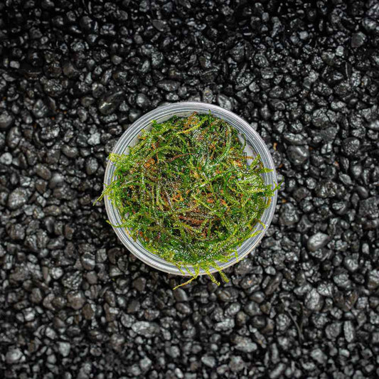 Weeping Moss | Vesicularia ferriei