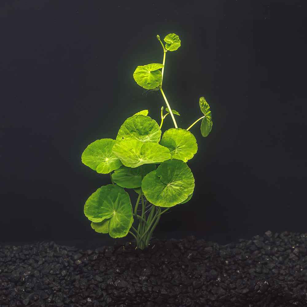 Pennywort | Hydrocotyle leucocephala