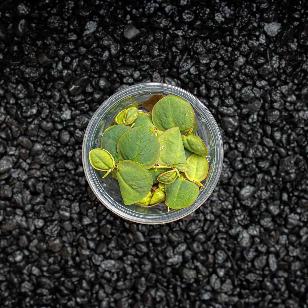 Red Root Floater