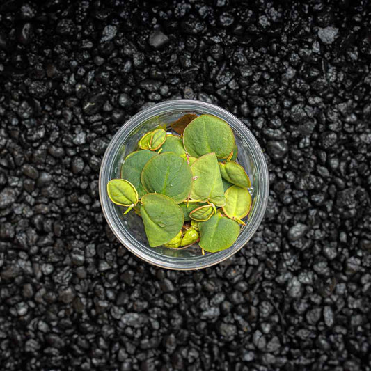 Red Root Floater