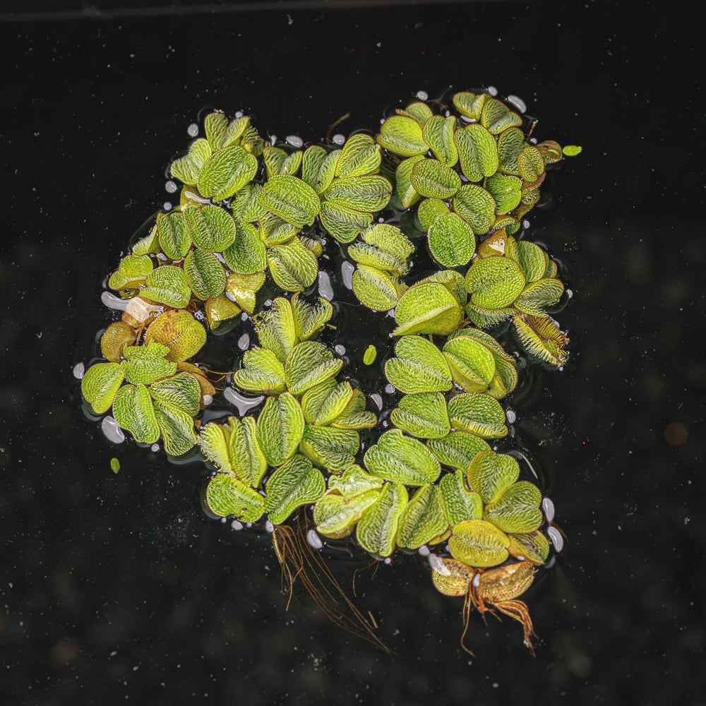 Salvinia minima