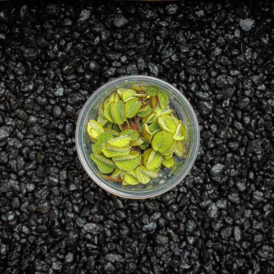 Salvinia minima