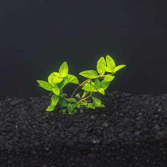 Staurogyne repens