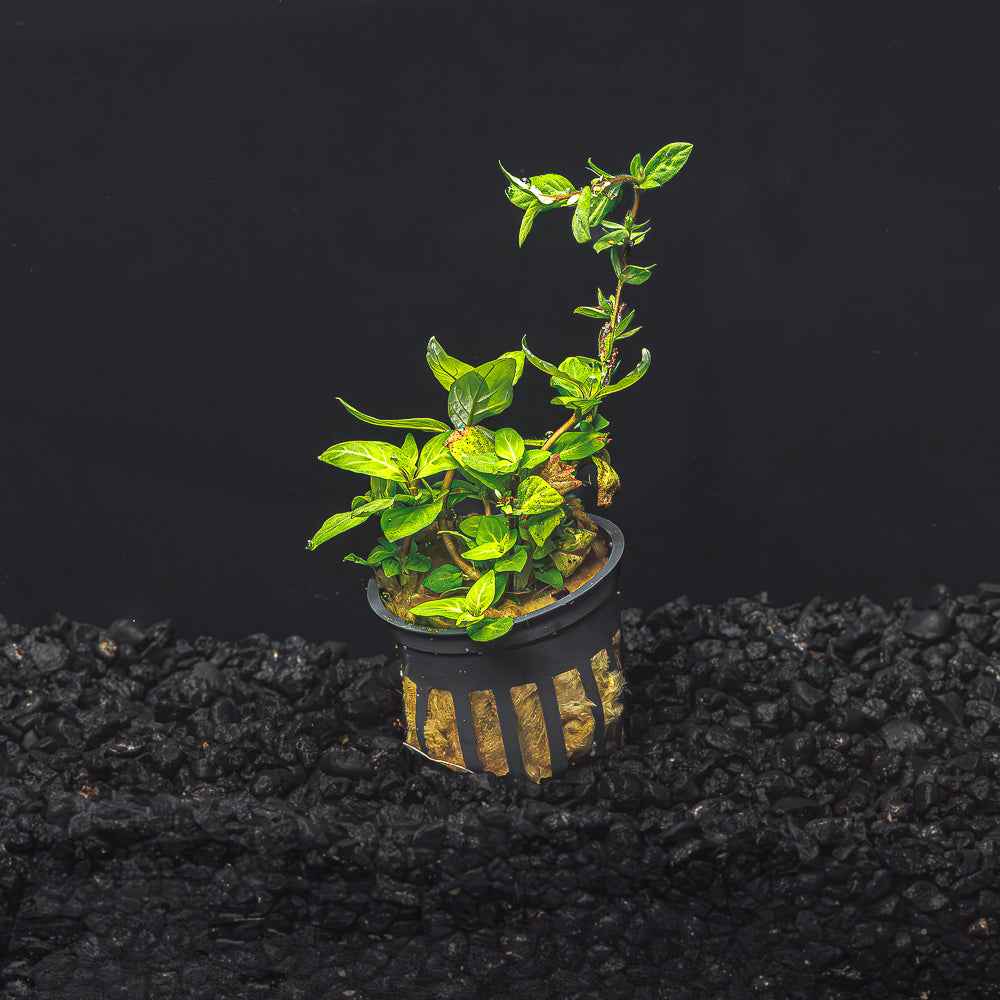 Staurogyne repens
