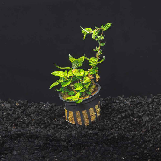 Staurogyne repens