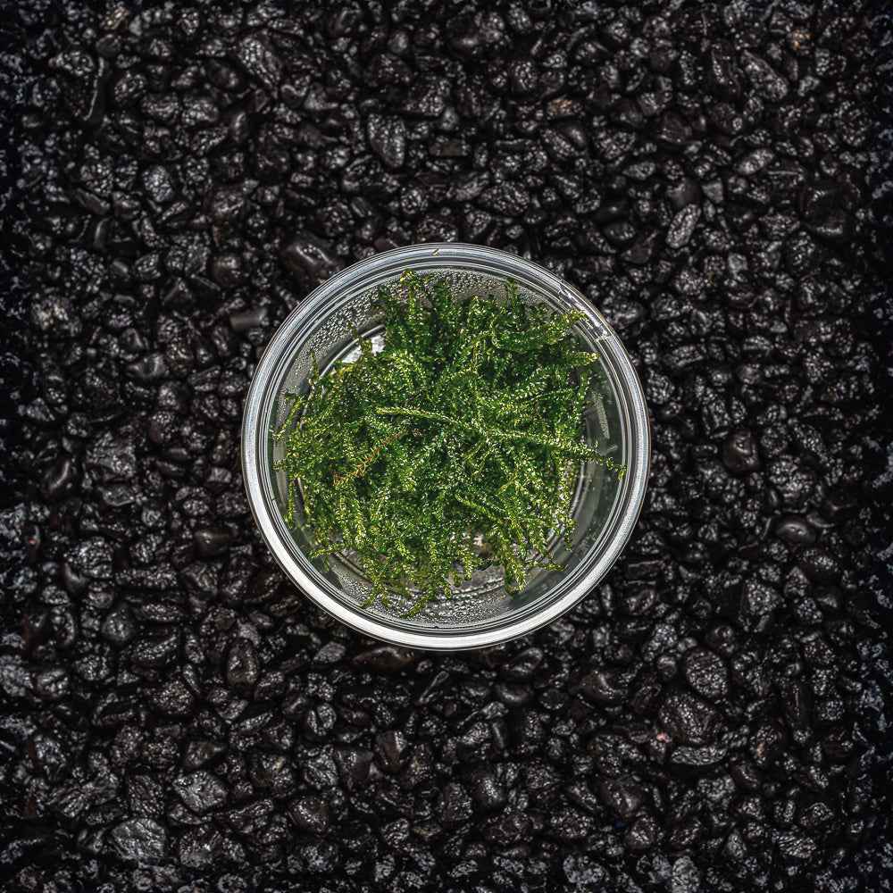 Taiwan Moss