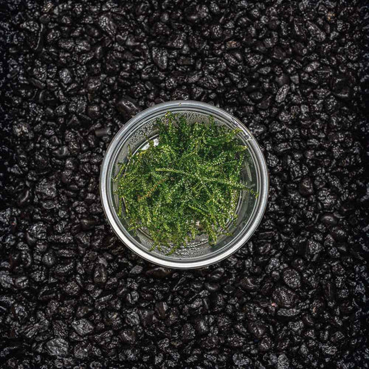 Taiwan Moss