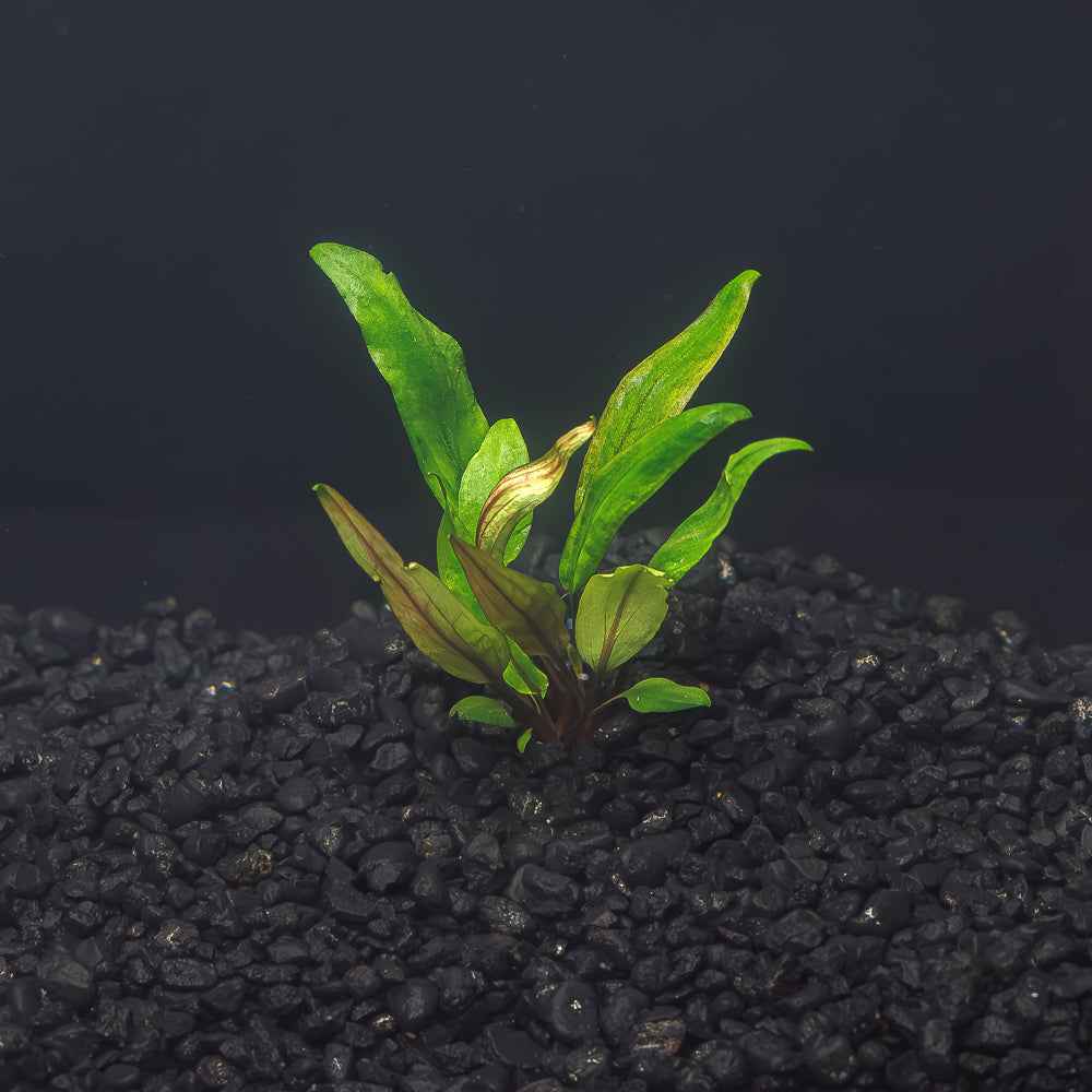 Cryptocoryne undulata