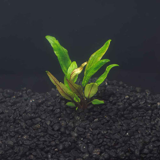 Cryptocoryne undulata
