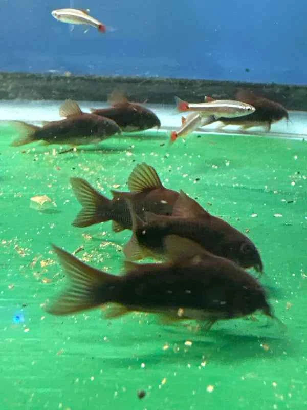 Black Venezuela Cory Catfish (Corydoras schultzei), Tank-Bred