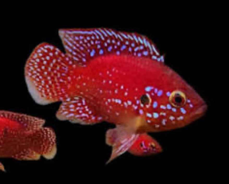 Turkana Jewel Cichlid (Rubricatochromis exsul)
