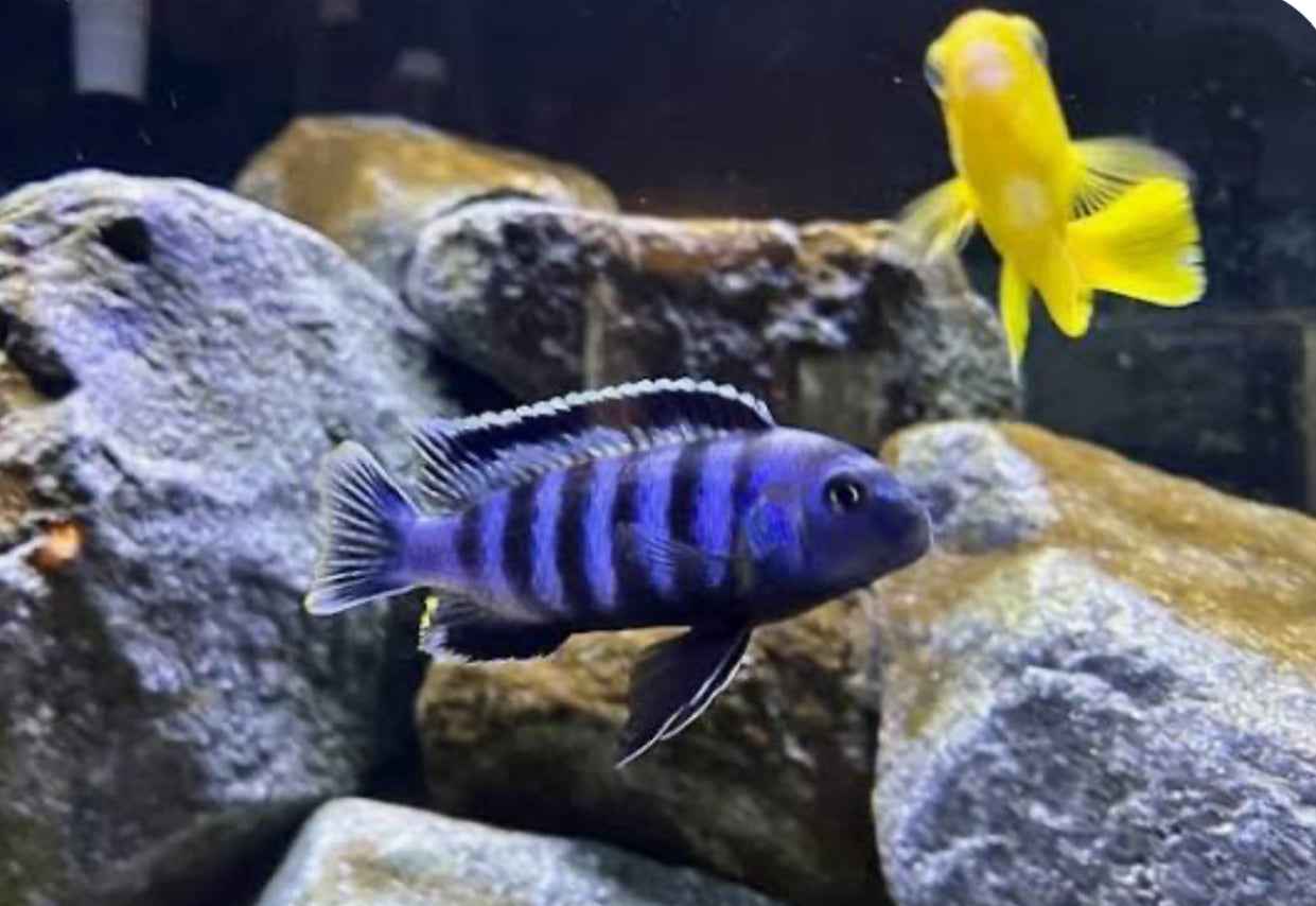 Chindongo saulosi Mbuna German Blood (Juveniles 2")
