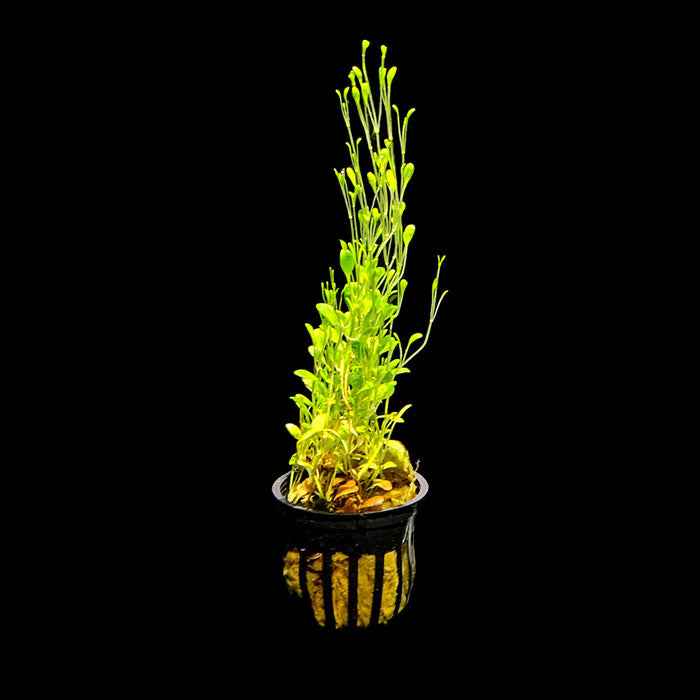 Glossostigma elatinoides