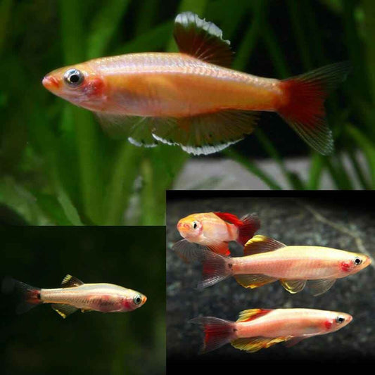 Golden White Cloud PACK OF 6