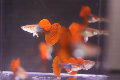 Half Back Red Rose Guppy