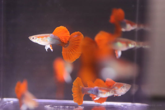 Half Back Red Rose Guppy