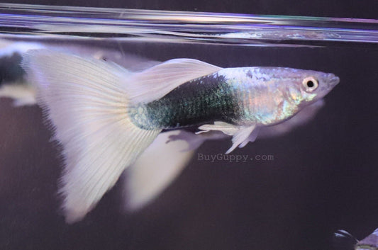 Half Back White Guppy