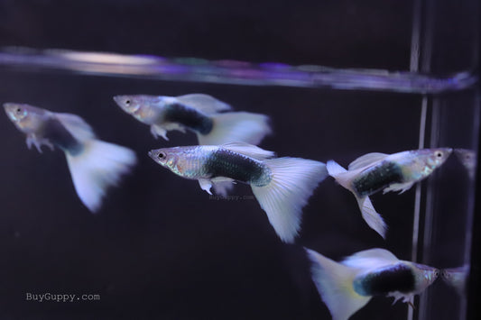Half Back White Guppy