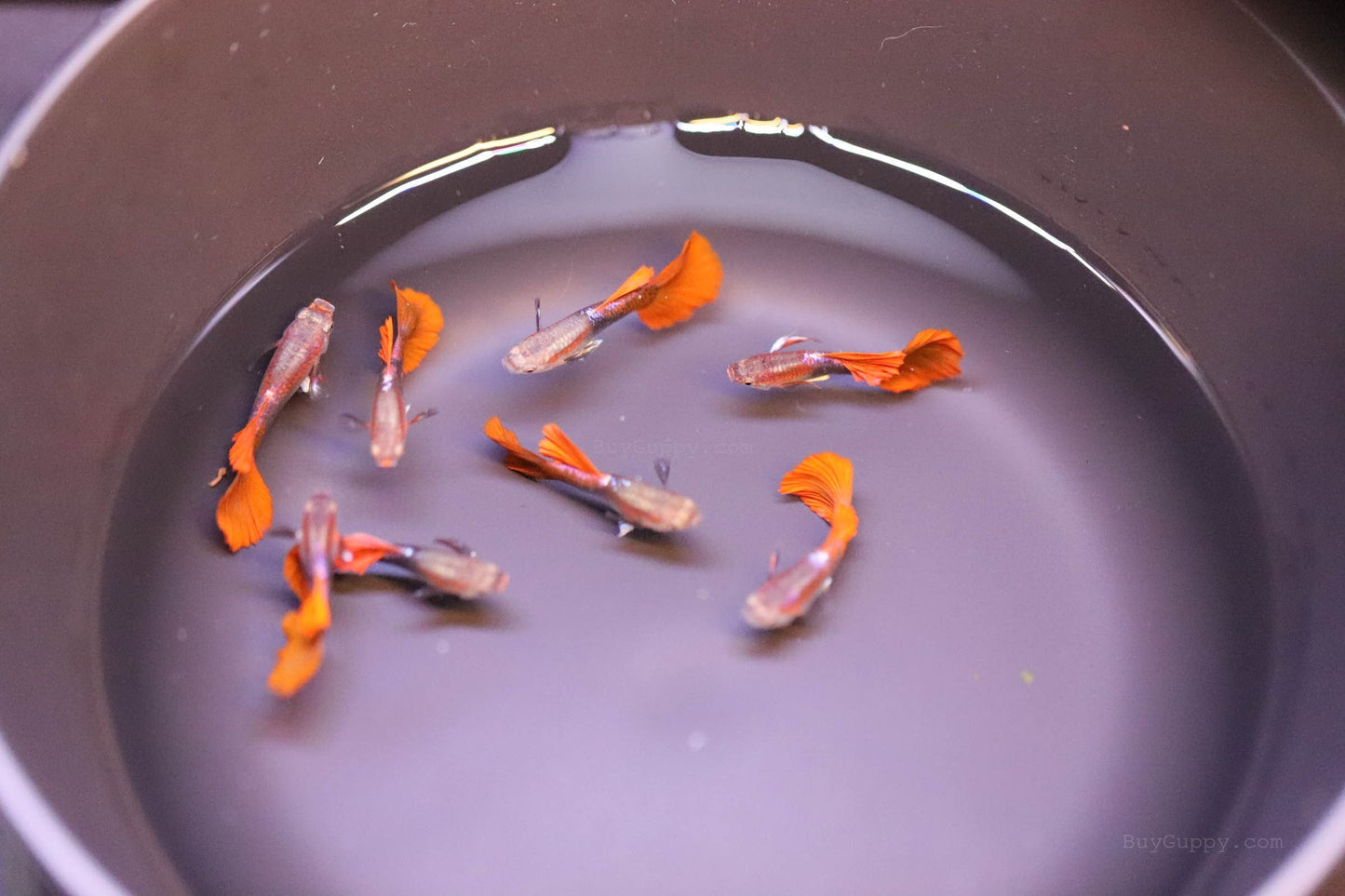 Half Back Red Rose Guppy