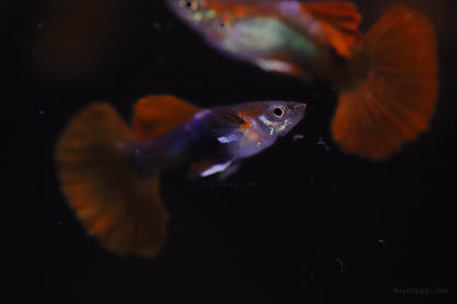Half Back Red Rose Guppy