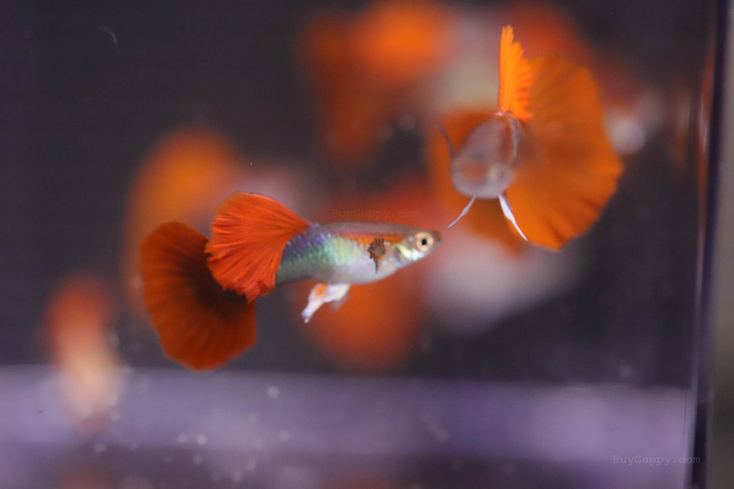 Half Back Red Rose Guppy